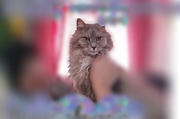 Lost cat, Powell Street, 530, Corydon - female, gray and white, light purple collar - photo