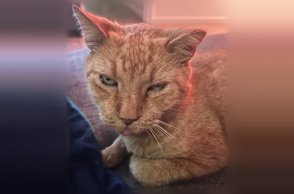 Lost cat, Gunn Road, 2012, Winter Park - elderly male orange cat with a clipped ear and missing fang - photo