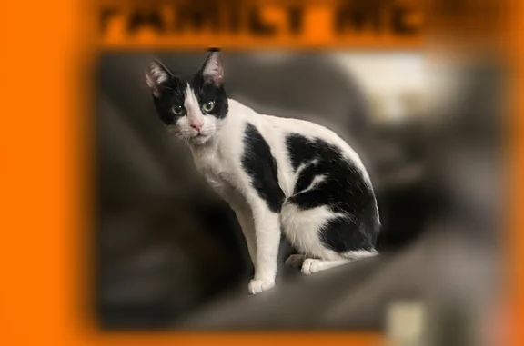 Missing cat Artesia, photo: Lost cat, female, 176th Street, Artesia - shy black-and-white tuxedo cat with bright green eyes