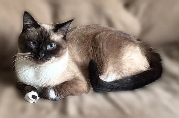 Missing cat Moorhead, photo: Lost cat, 8th Street South, 910, Moorhead - female Siamese coloration