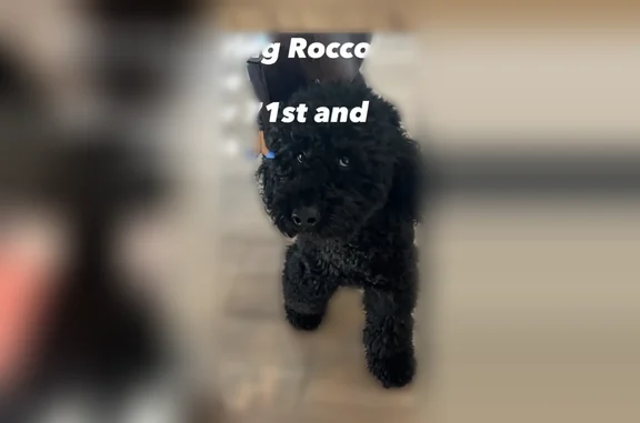 Lost dog, North 71st Lane, 3007, Phoenix - male poodle named Rocco - photo
