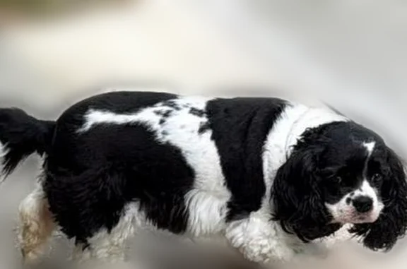 Lost dog, female, Taylor Drive, Bradenton - small black and white cocker spaniel with a red collar - photo