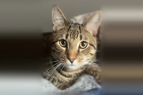 Missing cat Melrose, photo: Lost cat, Essex Street, 18, Melrose — green eyes, black stripe down his back