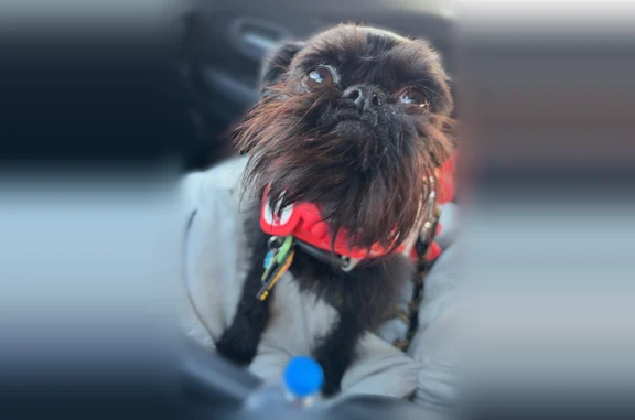 Lost dog, Amy Beth Street, 7423, Beckett Ridge - female, black coat, may have a flower collar - photo