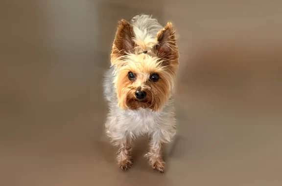 Lost dog, Lakewood, Colorado, Denver — male Yorkie terrier, microchipped - photo