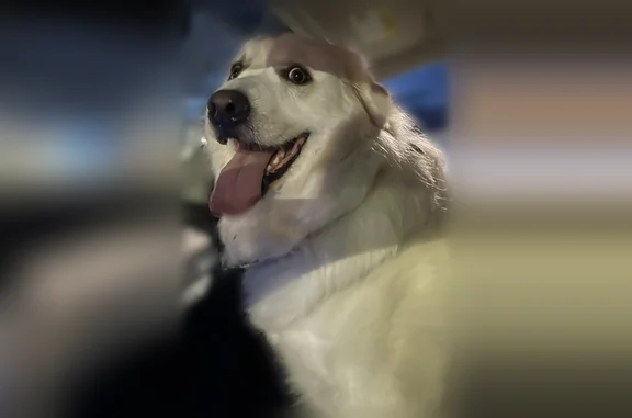 Lost dog, Big Ridge Road, 4333, Talking Rock - female, white fluffy coat, turquoise collar - photo