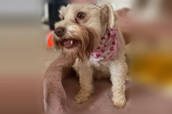 White Miniature Schnauzer- Brown Nose - Green Brown Eyes.- she is a Mega Coat (fur grows back faster and is very thick)- Docked tail- very friendly, loves dogs and cats- Full Name is Opal Rose goes by Rosie or RoRo. Likes to go Bye Bye - Loves when her Daddy is Home. She ran out of an open gate and took off into the woods at the end of the road. Loves to explore, will stare you down as you call her name and will continue running.