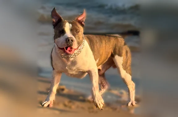Lost dog, Hamptons Court, 998, Norton Shores, Detroit - male pit bull - photo