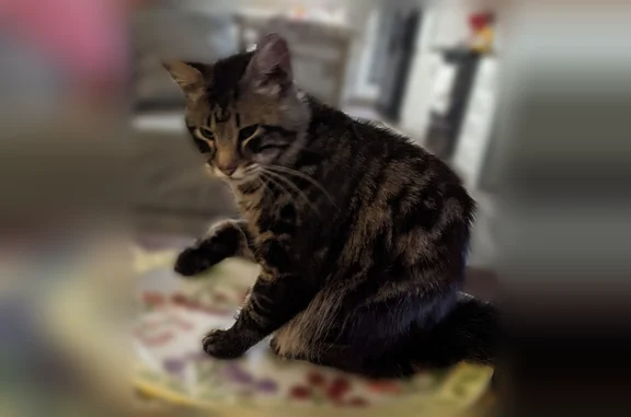 Missing cat Smiths Station, photo: Lost cat, Smiths Station, Alabama - long-haired tabby, 1 year old