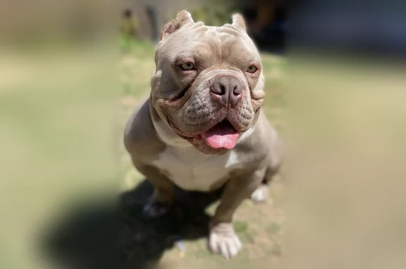 Lost dog, West Berry Street, 1701, Fort Worth - male pocket bully with cropped ears - photo
