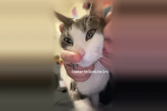 Missing cat Clearfield, photo: Lost cat, West 75 North, 1088, Clearfield - male with green eyes and a scar behind the left ear