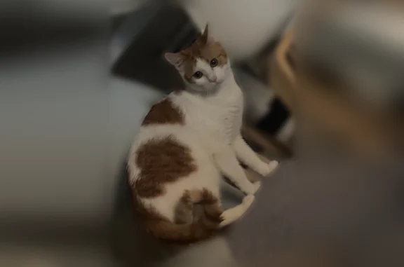 Perdu chat, femelle, Chemin de Lanusse, 115, Toulouse - rousse et blanche - photo
