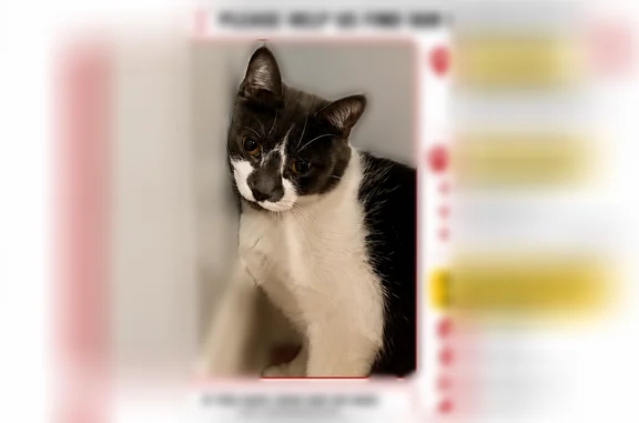Lost cat, Williams Street, 96, Marlborough - female, white with gray, no collar - photo