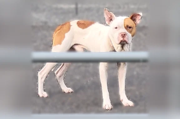Found pets Ocala, photo: Found dog, Northwest 100th Street, 5432, Ocala - male, white/tan Pitbull, blue nylon collar