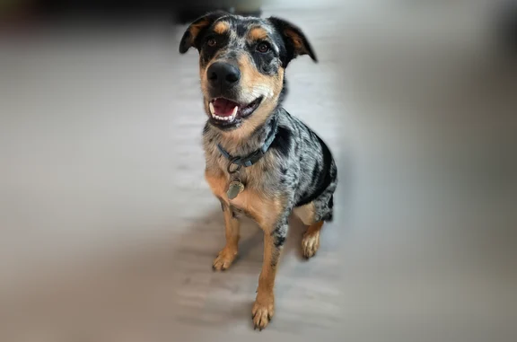 Lost pets Arlington, photo: Lost dog, Portland, Oregon - male Catahoula Leopard Dog mix with a blue merle coat