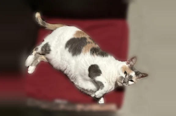 Missing cat Sorrento, photo: Lost cat, Terragona Drive, 33901, Sorrento - female calico, chunky