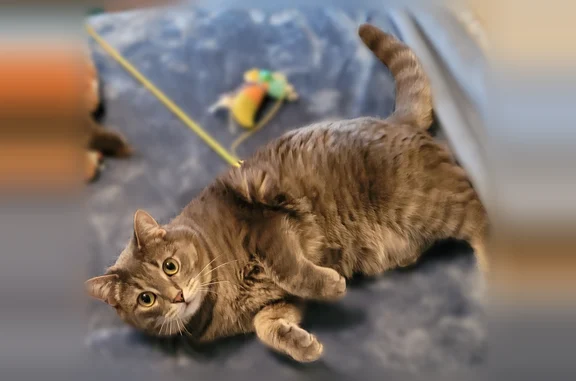 Lost cat, Silver Parkway, 16300, Fenton - male, gray, 3 years old - photo