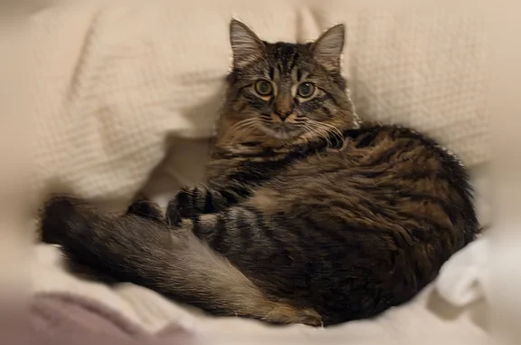 Lost cat, Henzlee Place, 8235, Cimarron Hills - brown tabby with a long fluffy tail - photo