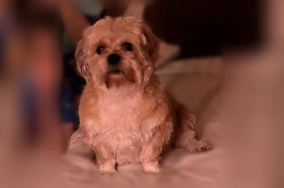 Lost dog, Evergreen Avenue, 204, Central Islip, Hartford — female, golden coat - photo