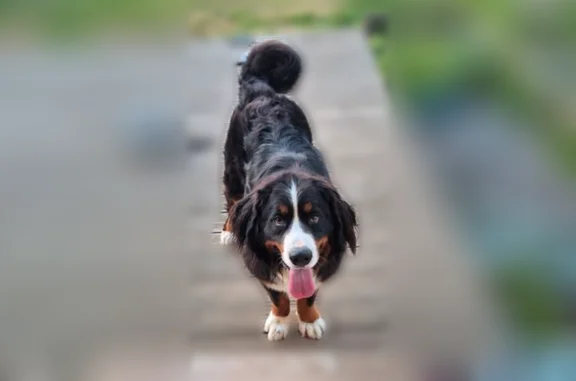 Chien perdu mâle, Allée de Bréjus, Vivoin, Beaumont-sur-Sarthe - collier rouge - photo