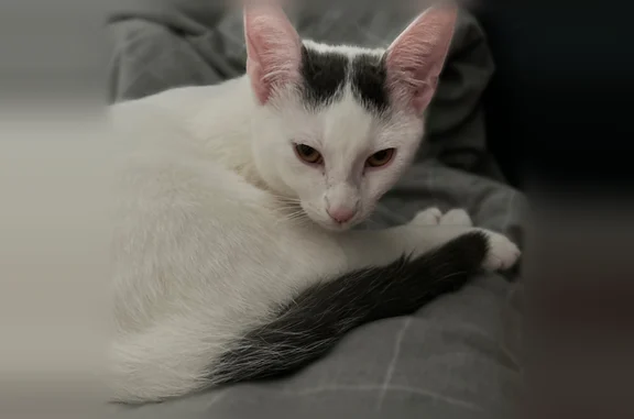 Chat perdu mâle, Rue Abrizio, 8, Brive-la-Gaillarde - blanc, deux taches noires sur la tête, queue noire - photo