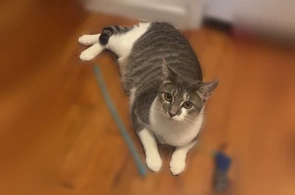 Missing cat Brooklyn, photo: Lost cat, East 14th Street, 945, Brooklyn - female, 1 1/2 years old