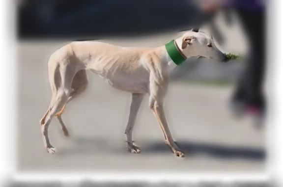 Chien perdu, Sainte-Flaive-des-Loups, Pays de la Loire - femelle lévrier espagnol très craintive - photo
