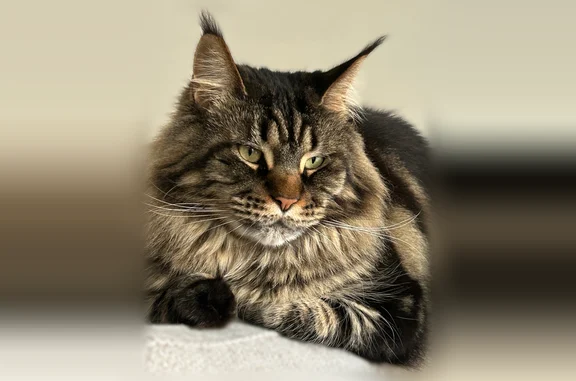 Animaux perdus et trouvés Paris, photo: Chat perdu, femelle, Paris - Maine Coon noire et feu, pucée et stérilisée