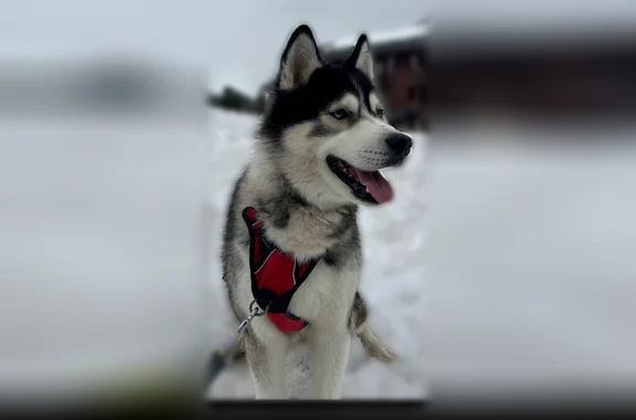 Chien perdu mâle, Rue Marcel Roux, 3, Mûrs-Erigné - harnais noir et rouge, collier rose - photo
