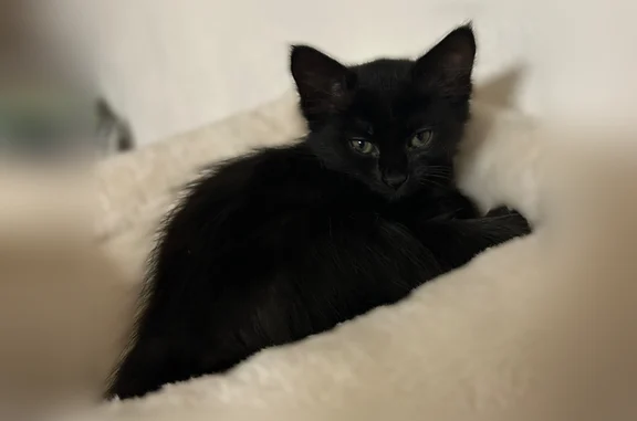Perdu chat femelle, Rue des Généraux Ihler, 18, Thann - queue cassée - photo