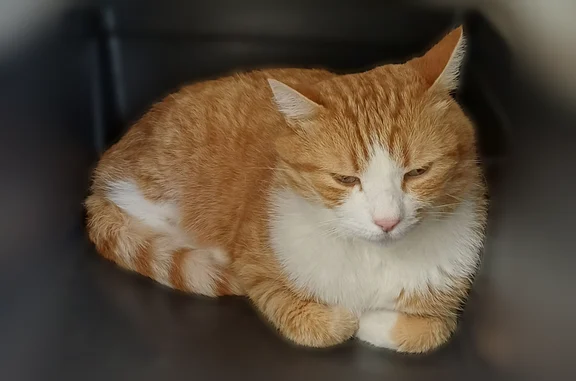 Nougat est un chat roux et blanc. Il est identifié par puce ICAD. Il est sorti le 11 juin 2026 dans l'après-midi, aux abords du collège Maurice Clavel d'Avallon (89) et de l'impasse des Ecoles, et n'est pas rentré depuis.
