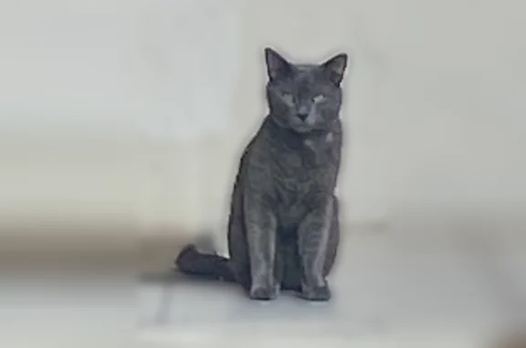 Lost cat, Lakeview Drive, Weston, Greenacres - photo