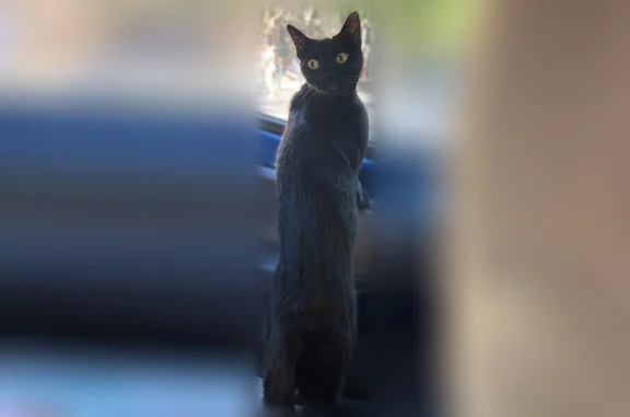 Animaux perdus et trouvés Talence, photo: Chat perdu femelle, Rue de la Fraternité, 19, Talence - yeux verts/jaune