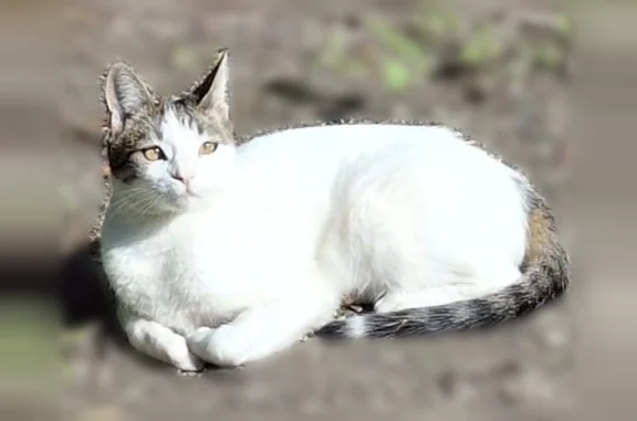 Animaux perdus et trouvés Ivry-sur-Seine, photo: Chat perdu mâle, Rue Hoche, Ivry-sur-Seine