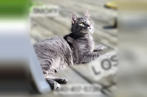Lost cat, Blaine Street, 518, Geneva - male, very vocal, friendly - photo