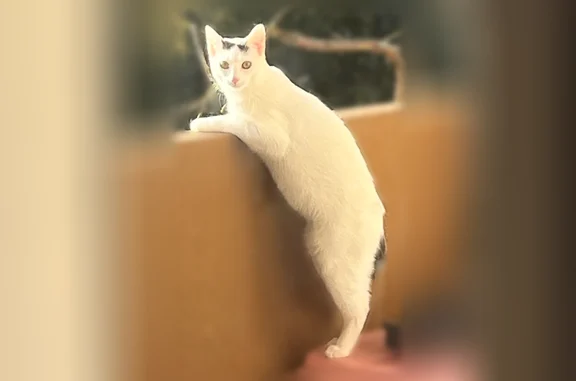 Chat perdu mâle, Boulevard Roger Combe, 50 Bis, Brive-la-Gaillarde - blanc avec 2 points noirs sur la tête et queue noire - photo