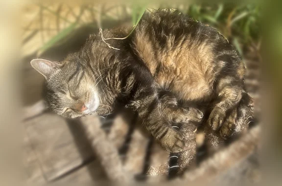 Animaux perdus et trouvés Châtillon, photo: Chat perdu mâle, Rauzan, Châtillon