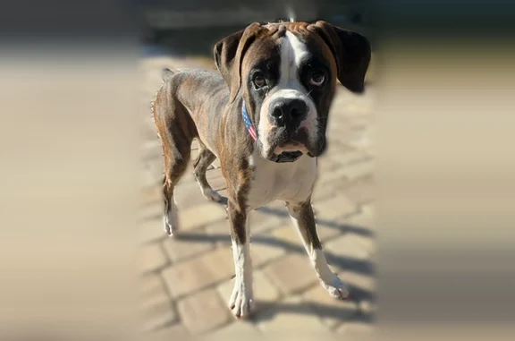 Lost dog, Collier Parkway, 3032, Land O' Lakes, Atlanta - male, brindle coat with white chest - photo