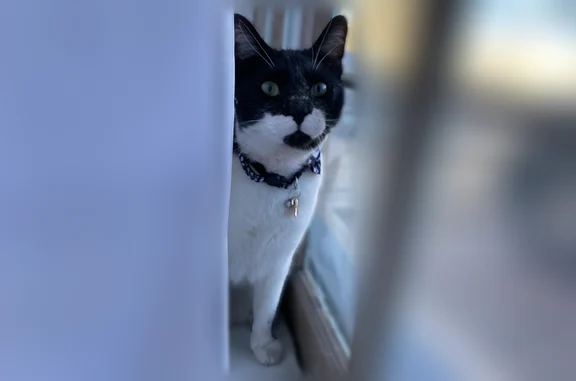 Lost cat, Running Water Circle Southeast, Albuquerque - microchipped male - photo