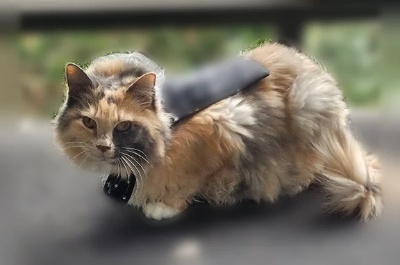Lost cat, Raintree Drive, 2606, Fort Collins - friendly, long-haired female - photo