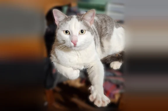 Chat perdu, Nontron, photo: Chat perdu mâle, Rue Basse, 62, Le Bourdeix, Nontron — gris clair et blanc