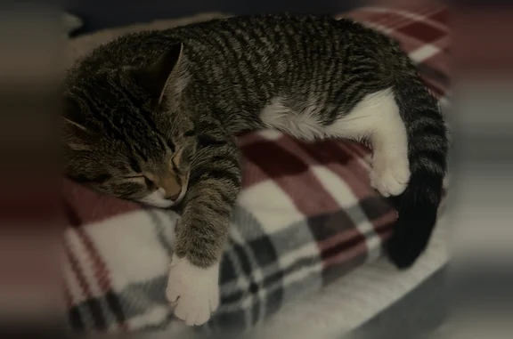 Lost cat, Dearborn Heights, Michigan, Detroit - female tabby with green tattoo and hump on nose - photo