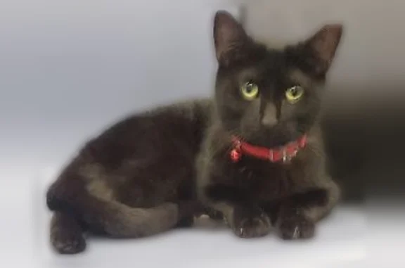 Lost cat, Amsterdam Avenue, 830, Manhattan - female, with a slightly tipped ear and a shaved belly - photo