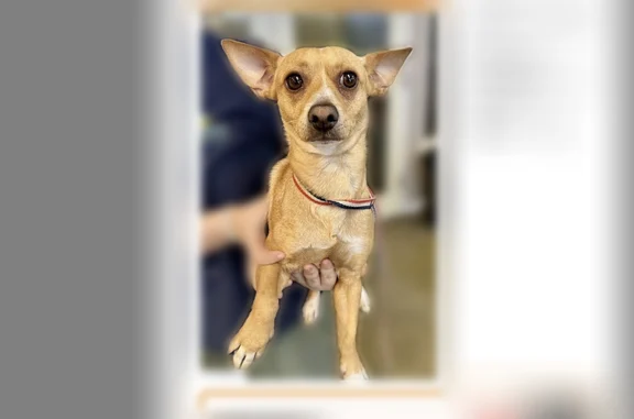 Found dog Merced, photo: Found dog, North Villa Avenue, 136, Merced - male tan chihuahua/terrier mix