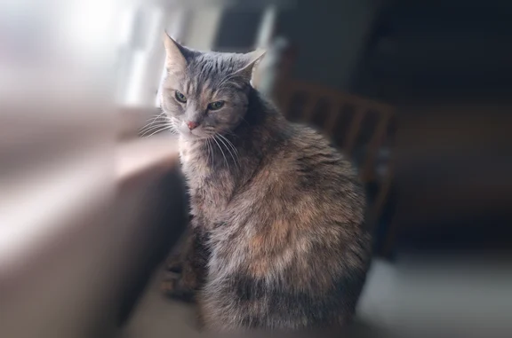 Lost cat, Vera Avenue, 2432, Cincinnati, Columbus - female, sweet, food-driven - photo