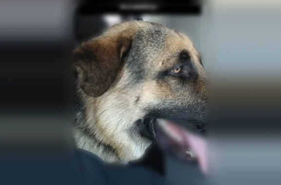 Found dog Piedmont, photo: Found dog, Sagitairus Way, Gantt, Piedmont - German Shepherd male