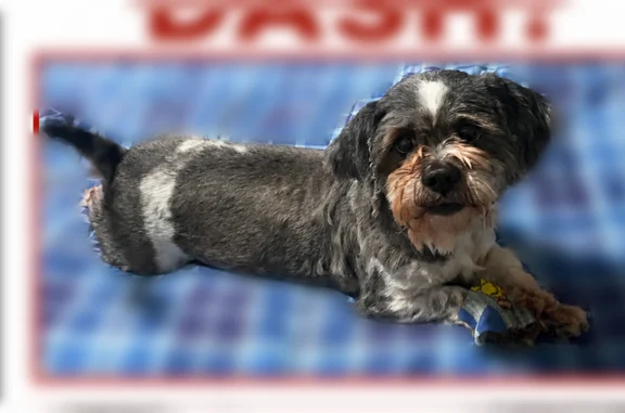 Lost dog, East Dinuba Avenue, 944, Reedley - male, gray and white, medium-sized - photo