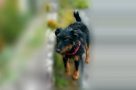 Animaux perdus et trouvés Orvault, photo: Chien perdu, femelle, rue de la garenne, Orvault - harnais rose