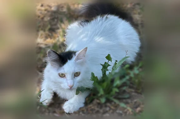 Animaux perdus et trouvés Draguignan, photo: Chat perdu, Lyon - femelle stérilisée et pucée