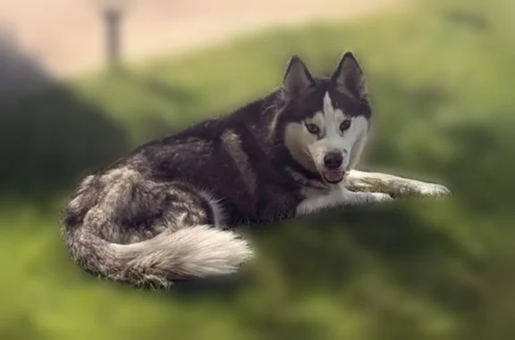 Found dog Phoenix, photo: Found dog, female, North Central Avenue, 2, Phoenix — blind Husky